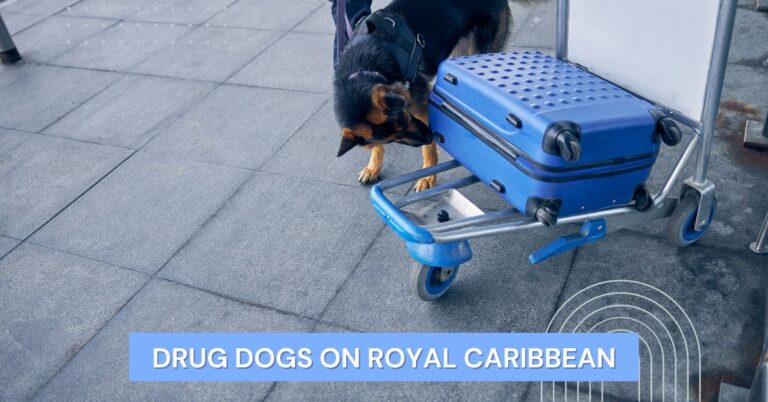 Drug Dogs on Royal Caribbean