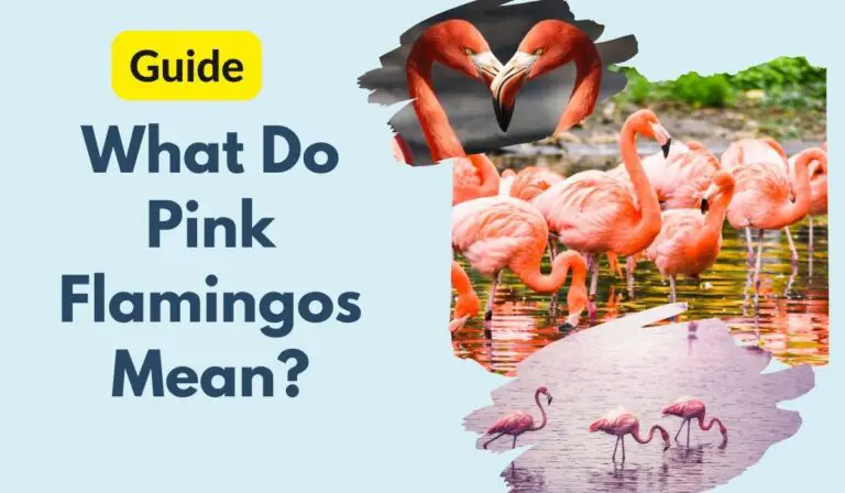 What Do Pink Flamingos Mean? [A Secret Symbol]