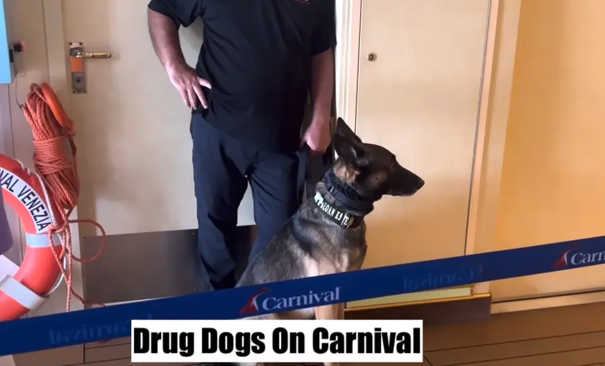 Drug Dogs On Royal Caribbean