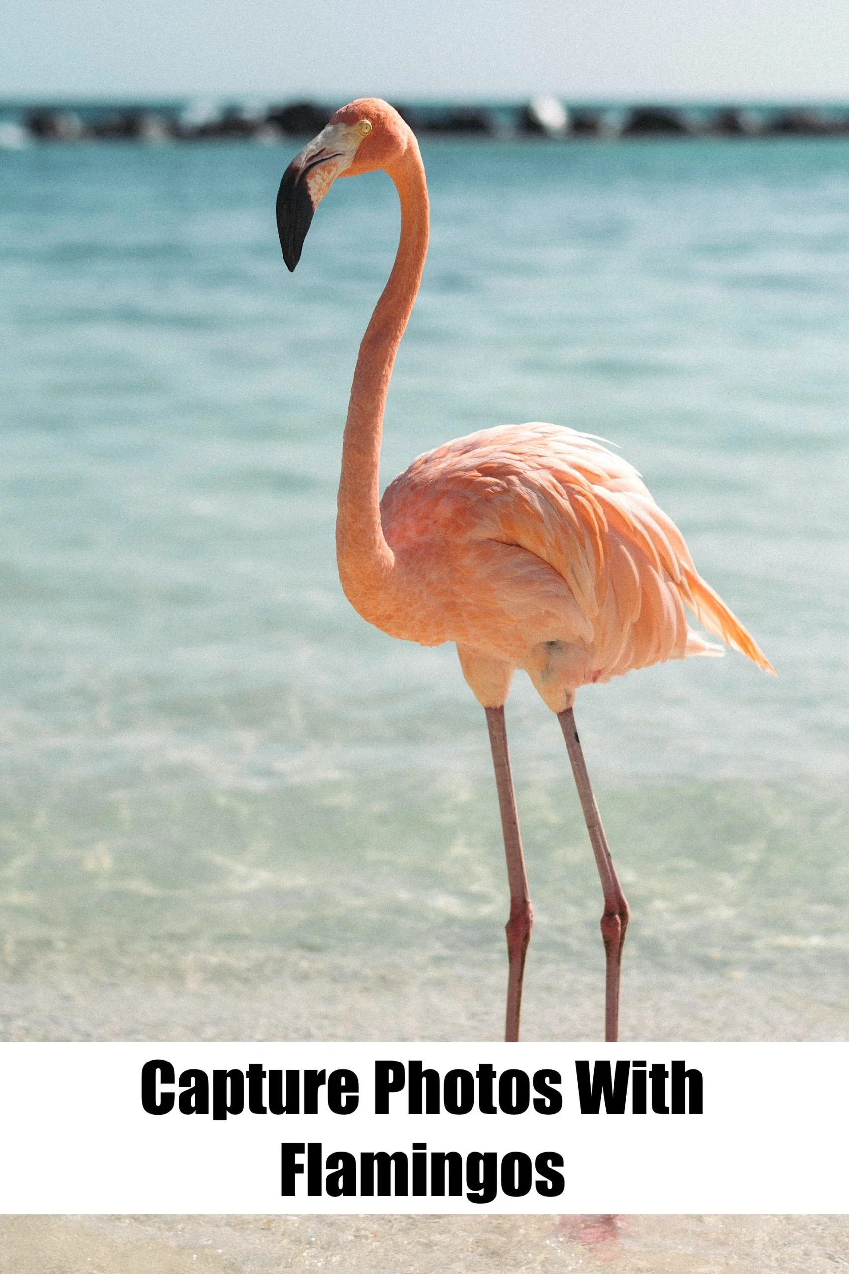 Capture Photos With Flamingos